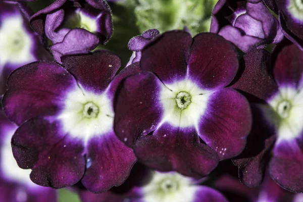 紫罗兰色花 — 图库照片