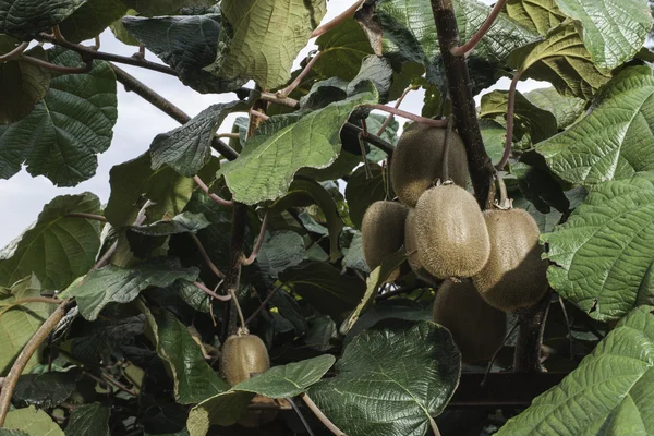 Culturas de plantação Kiwi — Fotografia de Stock