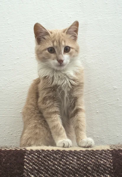 Chat orange sur mur blanc — Photo