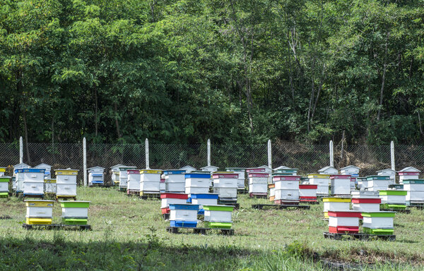 Beehives in bee farm