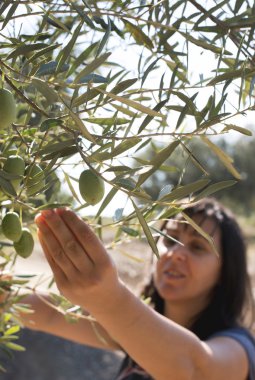 Kadın holding zeytin dalı