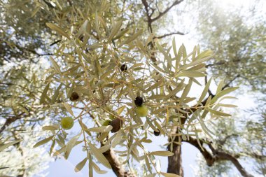 Zeytin dalı ön plan üzerinde