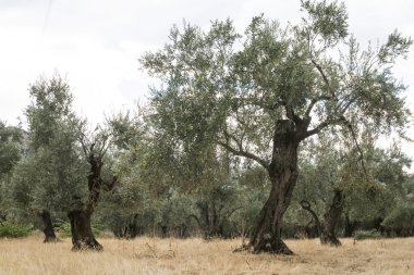 saç ekimi yapılan zeytin ağaçları