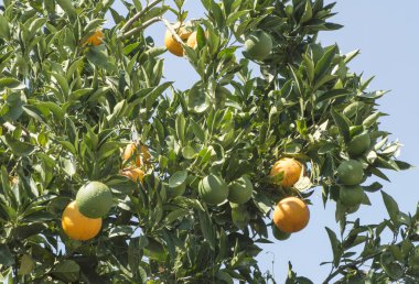 Portakal yeşil dalı