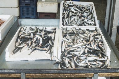 Pazarda buzda balık