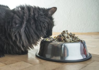 Kedi gıda kase yakınındaki