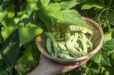 çalı fasulyesi bir kase içinde tutan el. Yeşil bahçe. Bulgaristan