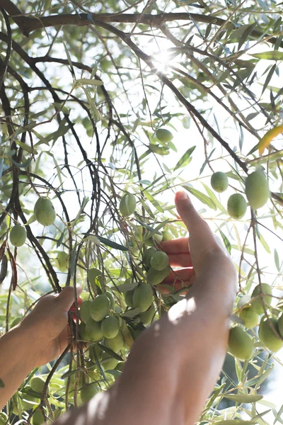 Manos sosteniendo rama de olivo — Foto de Stock