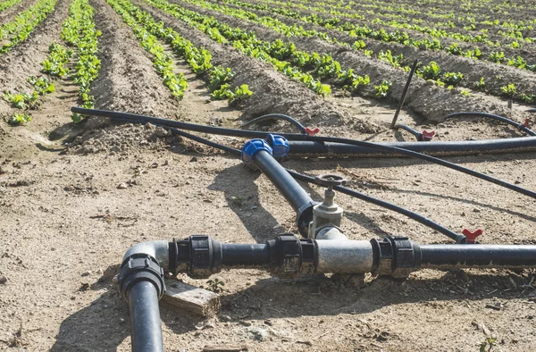 Watering tubes on lettuce — Stock Photo, Image