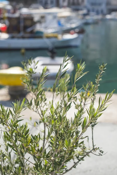 Olivkvistar Och Fiskebåtar Grekland Gythio — Stockfoto