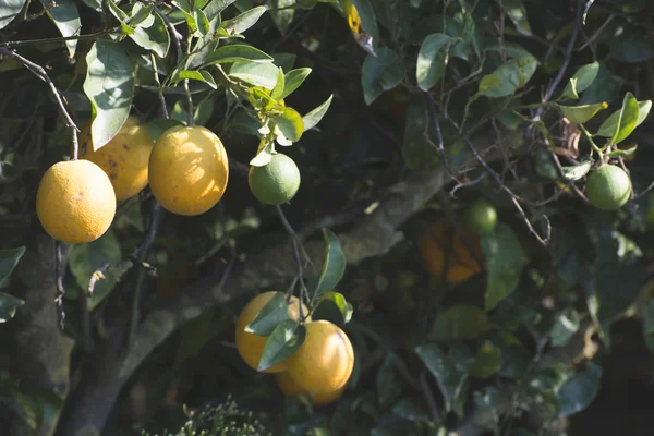 Апельсины на зеленой ветке — стоковое фото