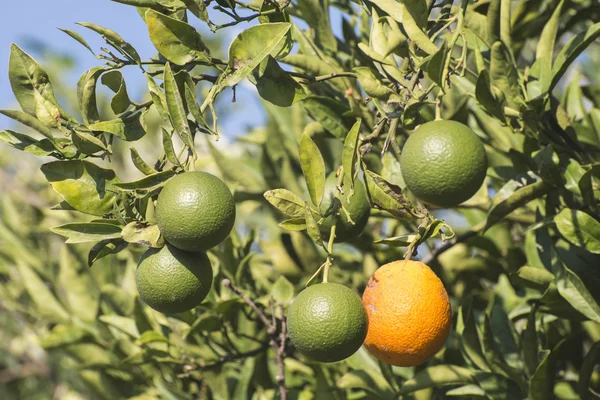 Apelsiner på grön gren — Stockfoto