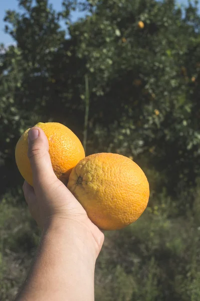 Naranjas en rama verde — Foto de Stock