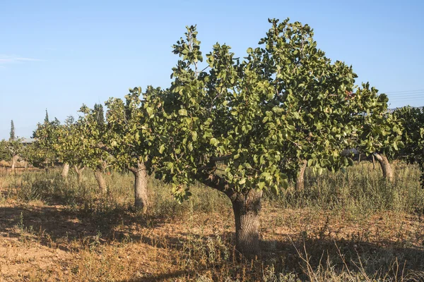 Pistachio trees in Greece — Stock Photo, Image