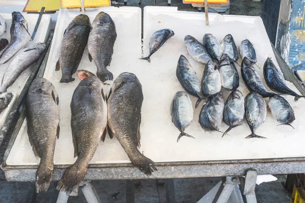 Vissen op het ijs in de markt — Stockfoto