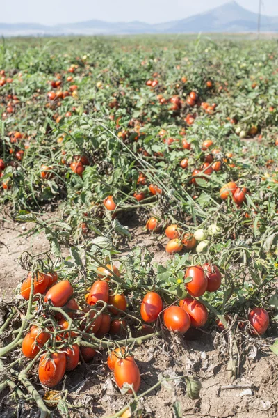 Rajčata v poli — Stock fotografie