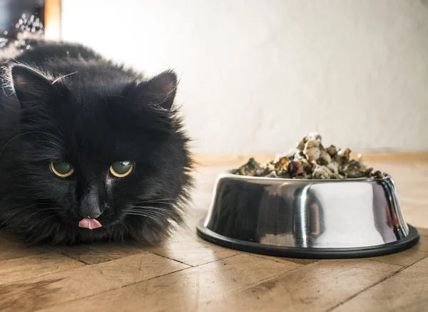 Gato perto de comida em tigela — Fotografia de Stock