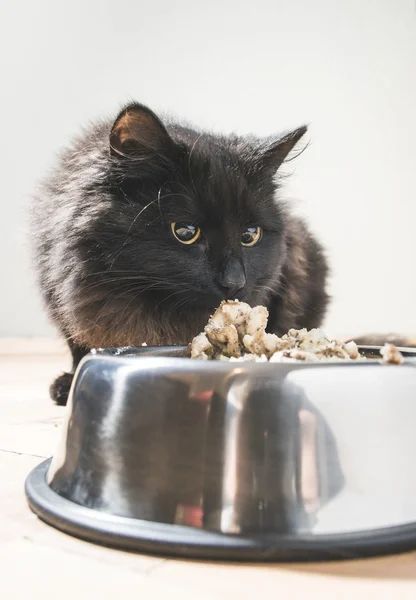 Cat near food in bowl — Stock Photo, Image