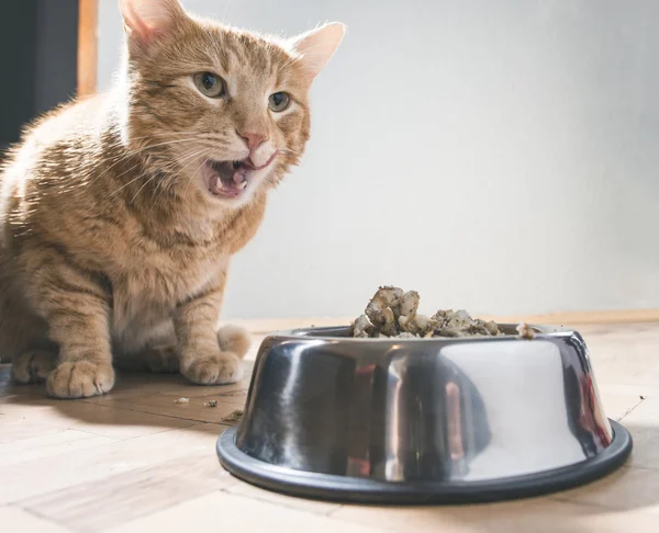 Gato cerca de comida para gatos — Foto de Stock