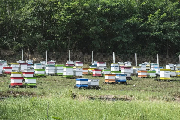 Beehives near acacia tree — Stock Photo, Image