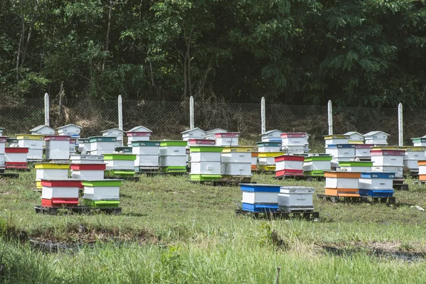 Beehives near acacia tree — Stock Photo, Image