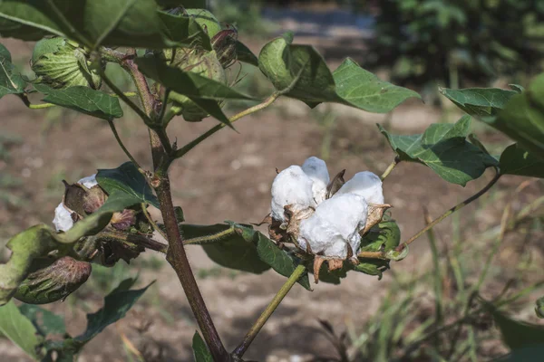 Blooming cotton plantation — Stock Photo, Image