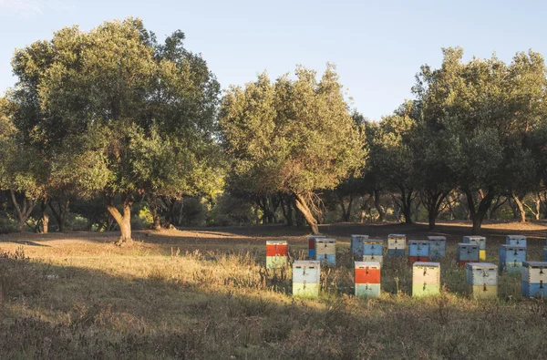 Colorful beehives with trees — Stock Photo, Image