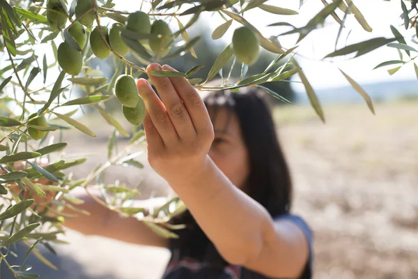 Mulher segurando ramo de oliva — Fotografia de Stock