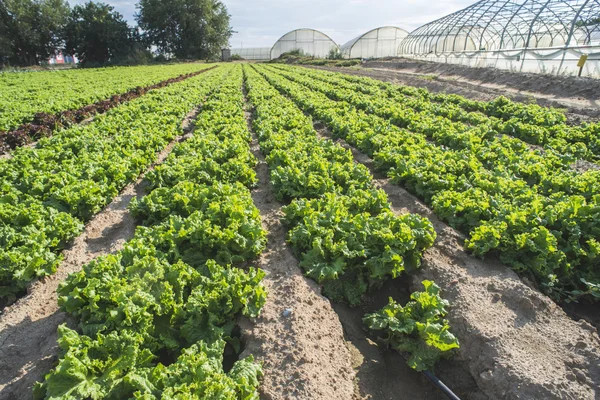 Lettuce plantation field — Stock Photo, Image