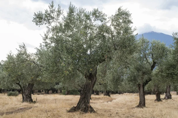 Olivenbäume in Plantage — Stockfoto