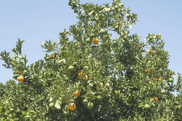 Апельсинові дерева в плантації — стокове фото