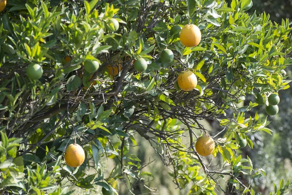 Naranjas en rama verde — Foto de Stock