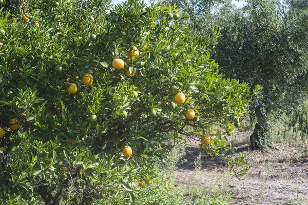 Sinaasappelbomen in de plantage — Stockfoto