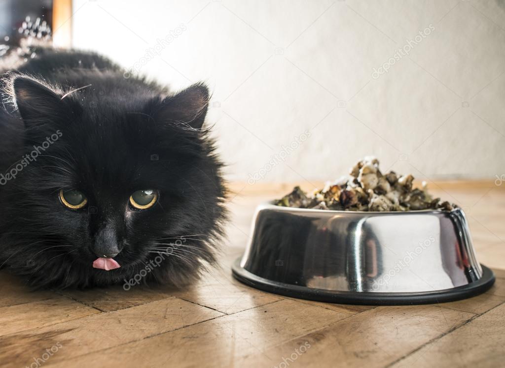 Cat near food in bowl