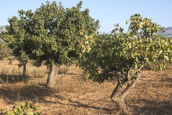 Pistachio trees in Greece — Stock Photo, Image