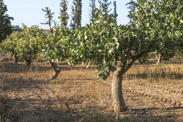 Pistachio trees in Greece — Stock Photo, Image