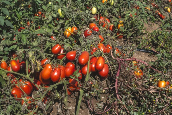 Tomatoes Grown Field Authentic Plants Greece — Stock Photo, Image