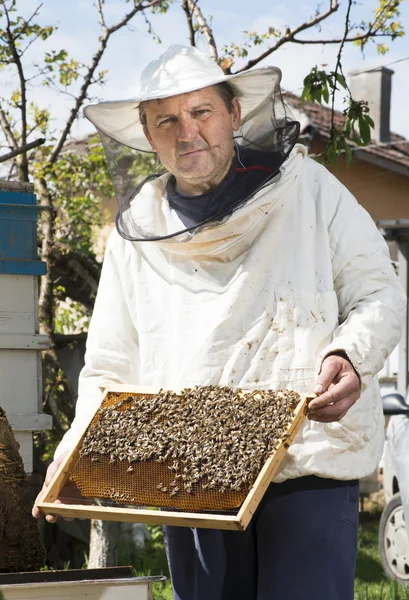 Imker mit Waben in der Hand — Stockfoto