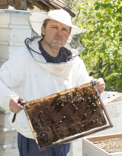 Apicoltore con favi in mano — Foto Stock