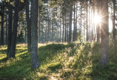 Çam ağaçları ile yapraklara