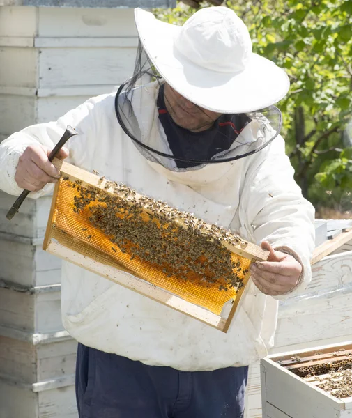 养蜂人与蜂巢在手中 — 图库照片