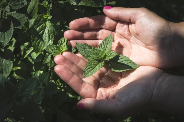 Les mains tiennent les feuilles de menthe — Photo