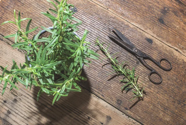 Rosemary twigs on wooden table — Stock Photo, Image