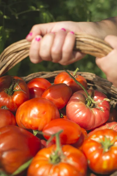 Vrouw die tomaten plukt — Stockfoto