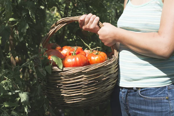 Donna raccolta pomodori — Foto Stock