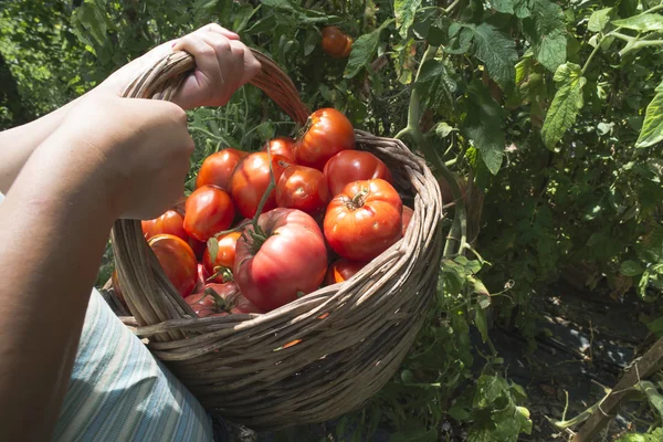 Žena sběr rajčat — Stock fotografie