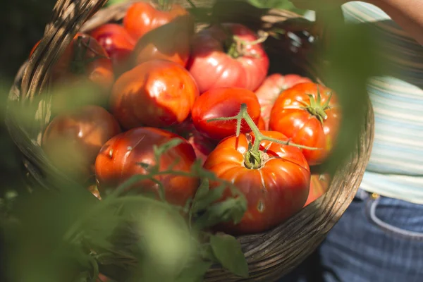 Γυναίκα Picking Ντομάτες Στο Καλάθι Ιδιωτικό Κήπο — Φωτογραφία Αρχείου
