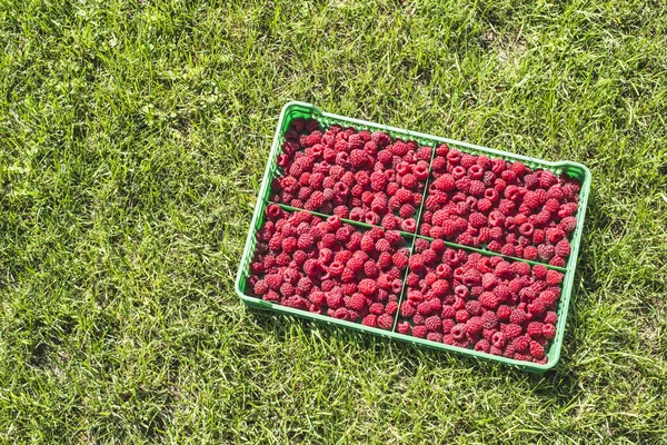 Yeşil sandıkta ahududu. — Stok fotoğraf