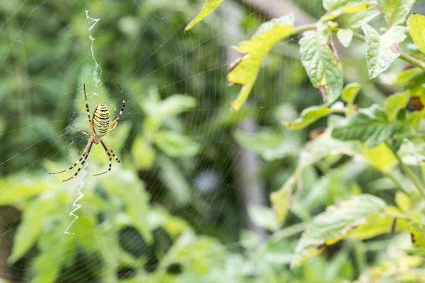 Almási Krisztián és sárga a vonalak pók — Stock Fotó
