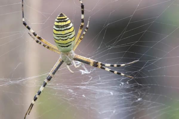 Almási Krisztián és sárga a vonalak pók — Stock Fotó